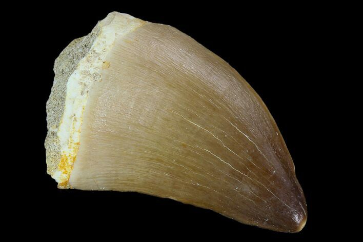 Mosasaur (Prognathodon) Tooth - Morocco #118983
